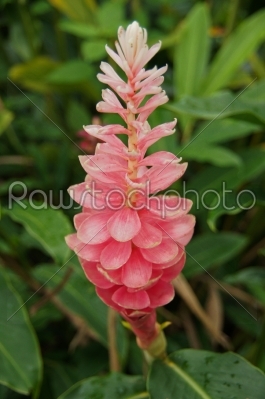 A Beautiful Tropical Pink Ginger (Alpinia Purpurata) Flower.