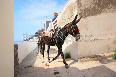 A donkey used for carrying tourists