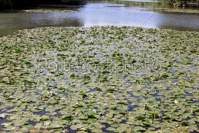 a river of water lilies