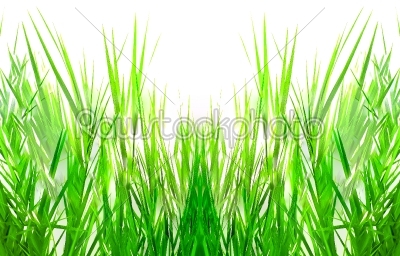 abstract grass pattern on white