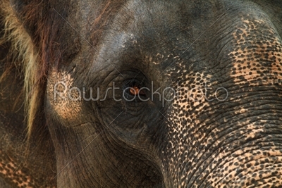 asia elephant portrait