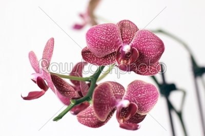 Assorted orchid