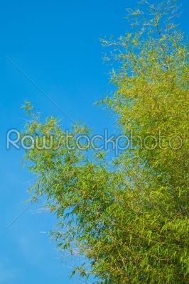 bamboo leaves and bunch