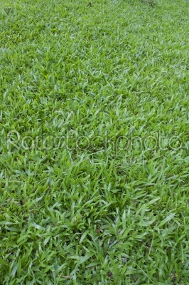 Beautiful green grass