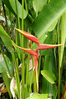 beautiful Heliconia flower blooming in vivid colors