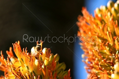 Bee with dark background