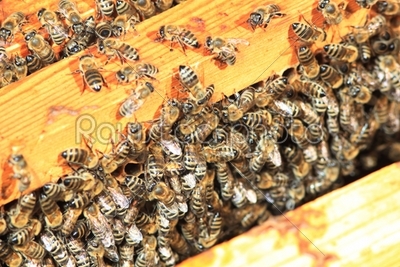 bees inside the hive 