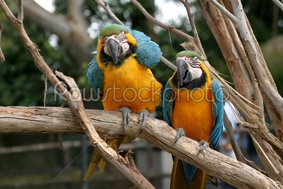 Blue And Gold Macaw