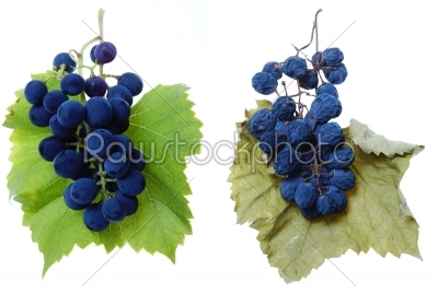 Blue grape and raisin cluster with leaves  