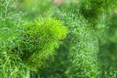 branch of fresh green dill