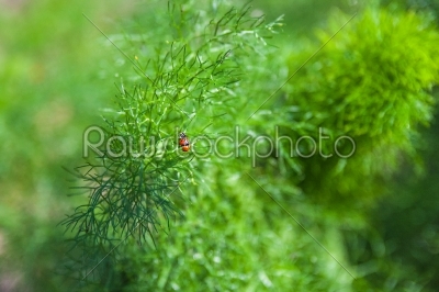 branch of fresh green dill with two ladybugs