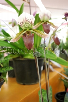 brown orchids