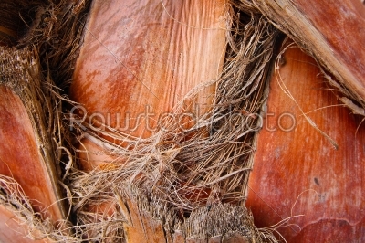 brown palm bark