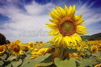 Bugaria Sunflowers 