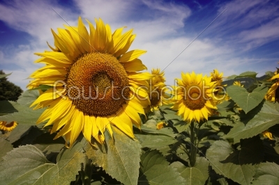 Bugaria Sunflowers