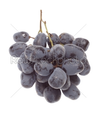 Bulgarian blue grape cluster