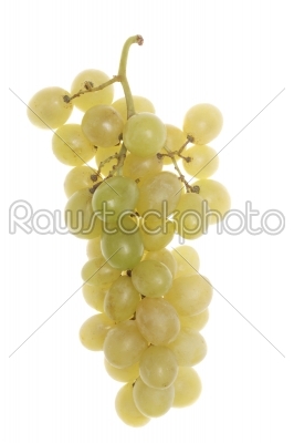 Bulgarian white grape cluster