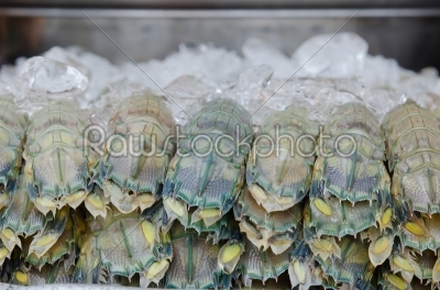close up Mantis shrimp 