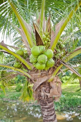 coconut bunch