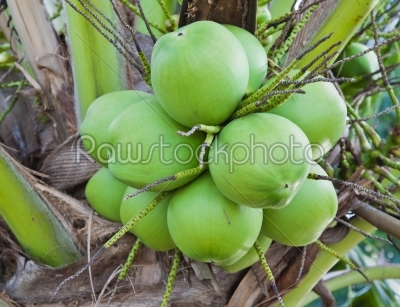 coconut bunch