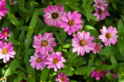 Colorful garden - Zinnia flowers