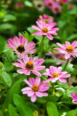 Colorful garden - Zinnia flowers