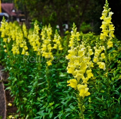 colourful yellow antirrhinum in garden