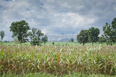 corn field in Thailand