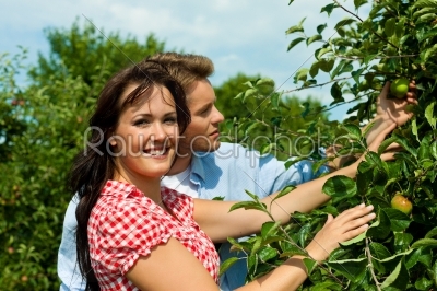 Couple harvesting apples in summer