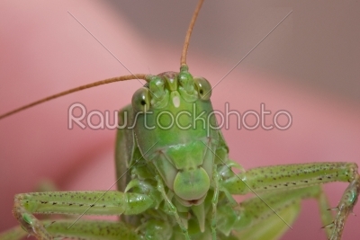 Curious grasshopper
