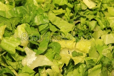 cut fresh lettuce