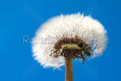 dandelion on a blue background
