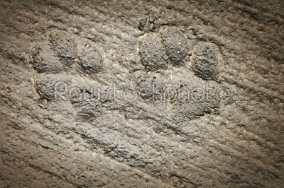 Dog Footprint