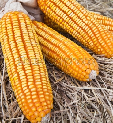 dry yellow corn on straw background