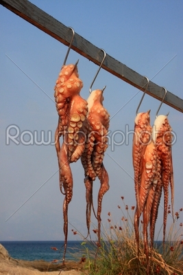 Drying octopus on sun