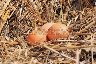 eggs in the hay