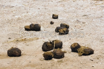 Elephant dung in dirt road