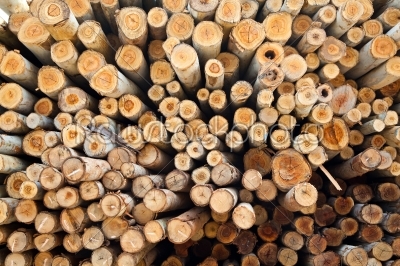 eucalyptus log