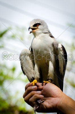 Falcon Feeding