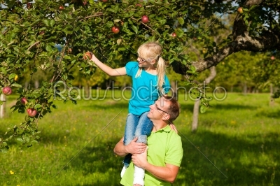 Father and daugther harvesting apples