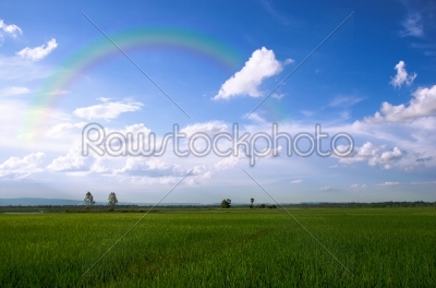 fields and rainbow