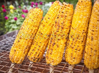 five roasted sweet corns on the grill 