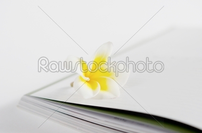 flower and book