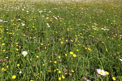 flower field