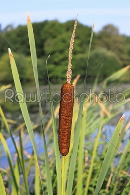 flower reed