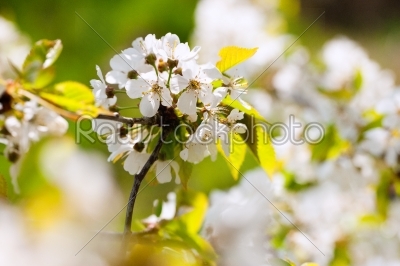 Flowers and blossom in spring - wonderful colourful picture with church in background