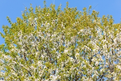 Flowers and blossom in spring