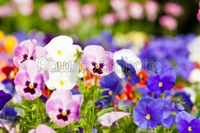 Flowers and blossom in spring