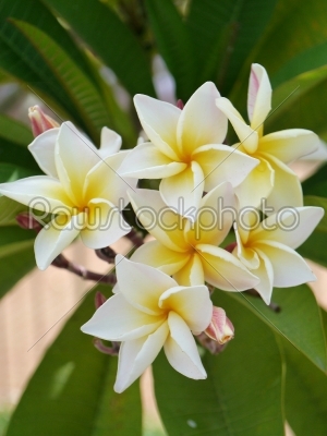 frangipani tropical flowers, green lefs