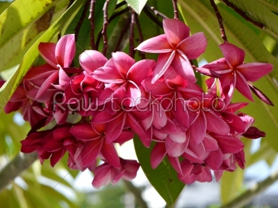 frangipani tropical flowers, green lefs